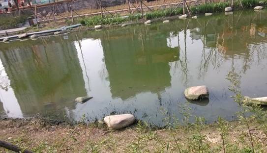 E:\文档\公示\环保公众网公示材料(3,4月)\三月\幸福河-莫愁环保\水体呈绿色.jpg